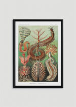 Plakat w drewnianej czarnej ramce: Chaetopoda Ernst Haeckel morskie pierścienice