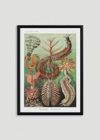 Plakat w drewnianej czarnej ramce: Chaetopoda Ernst Haeckel morskie pierścienice