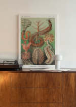 Chaetopoda Ernst Haeckel morskie pierścienice obraz na płótnie