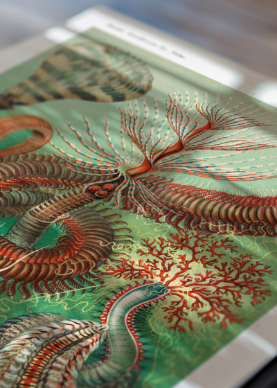 Zbliżenie na detale plakatu: Chaetopoda Ernst Haeckel morskie pierścienice