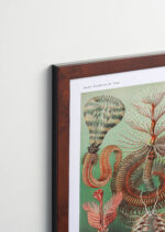 Plakat oprawiony w drewnianą brązową ramkę Vintage Italia: Chaetopoda Ernst Haeckel morskie pierścienice