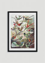 Plakat w drewnianej czarnej ramce: Kolibry Trochilidae–Kolibris - Ernst Haeckel