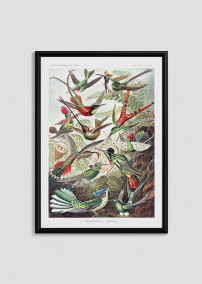 Plakat w drewnianej czarnej ramce: Kolibry Trochilidae–Kolibris - Ernst Haeckel