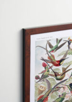 Plakat oprawiony w drewnianą brązową ramkę Vintage Italia: Kolibry Trochilidae–Kolibris - Ernst Haeckel