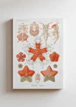 Asterias rozgwiazdy Ernst Haeckel vintage obraz na płótnie