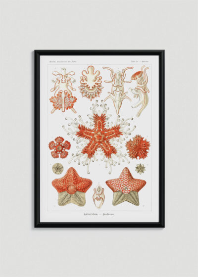 Plakat w drewnianej czarnej ramce: Asterias rozgwiazdy Ernst Haeckel vintage