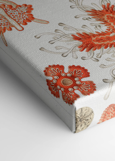Asterias rozgwiazdy Ernst Haeckel vintage obraz na płótnie