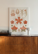 Asterias rozgwiazdy Ernst Haeckel vintage obraz na płótnie
