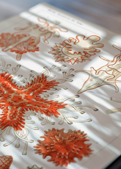 Zbliżenie na detale plakatu: Asterias rozgwiazdy Ernst Haeckel vintage