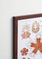 Plakat oprawiony w drewnianą brązową ramkę Vintage Italia: Asterias rozgwiazdy Ernst Haeckel vintage