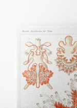 Asterias rozgwiazdy Ernst Haeckel vintage obraz na płótnie
