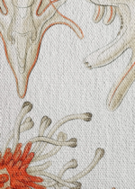 Asterias rozgwiazdy Ernst Haeckel vintage obraz na płótnie