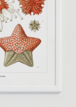 Zbliżenie na detale plakatu oprawionego w drewnianą białą ramkę od Plakatello®: Asterias rozgwiazdy Ernst Haeckel vintage