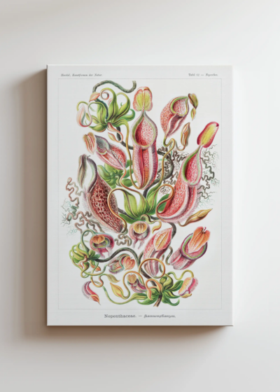 Nepenthaceae Ernst Haeckel rośliny owadożerne obraz na płótnie