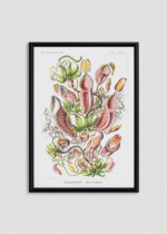 Plakat w drewnianej czarnej ramce: Nepenthaceae Ernst Haeckel rośliny owadożerne