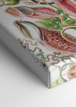 Nepenthaceae Ernst Haeckel rośliny owadożerne obraz na płótnie