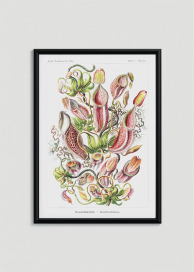 Plakat w drewnianej czarnej ramce: Nepenthaceae Ernst Haeckel rośliny owadożerne