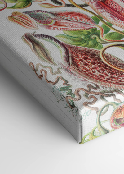 Nepenthaceae Ernst Haeckel rośliny owadożerne obraz na płótnie