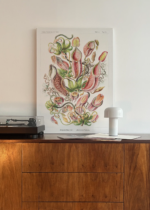 Nepenthaceae Ernst Haeckel rośliny owadożerne obraz na płótnie