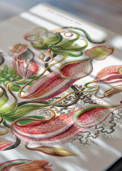 Zbliżenie na detale plakatu: Nepenthaceae Ernst Haeckel rośliny owadożerne