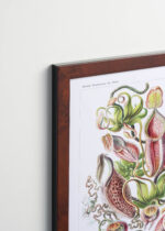 Plakat oprawiony w drewnianą brązową ramkę Vintage Italia: Nepenthaceae Ernst Haeckel rośliny owadożerne