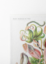 Nepenthaceae Ernst Haeckel rośliny owadożerne obraz na płótnie