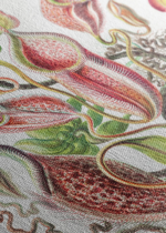 Nepenthaceae Ernst Haeckel rośliny owadożerne obraz na płótnie