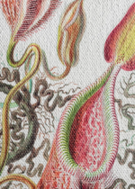 Nepenthaceae Ernst Haeckel rośliny owadożerne obraz na płótnie