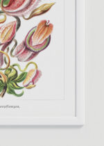 Zbliżenie na detale plakatu oprawionego w drewnianą białą ramkę od Plakatello®: Nepenthaceae Ernst Haeckel rośliny owadożerne