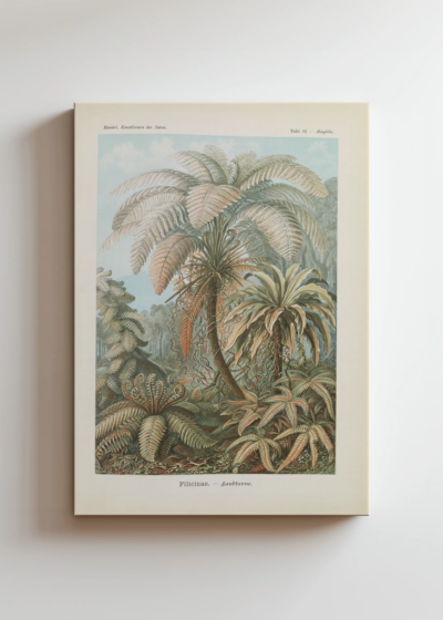 Filicinae–Laubfarne - Ernst Haeckel obraz na płótnie