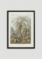 Plakat w drewnianej czarnej ramce: Filicinae–Laubfarne - Ernst Haeckel