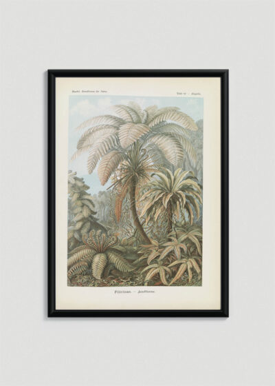 Plakat w drewnianej czarnej ramce: Filicinae–Laubfarne - Ernst Haeckel