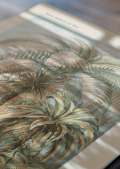Zbliżenie na detale plakatu: Filicinae–Laubfarne - Ernst Haeckel