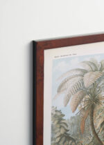 Plakat oprawiony w drewnianą brązową ramkę Vintage Italia: Filicinae–Laubfarne - Ernst Haeckel