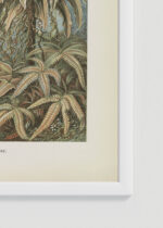 Zbliżenie na detale plakatu oprawionego w drewnianą białą ramkę od Plakatello®: Filicinae–Laubfarne - Ernst Haeckel