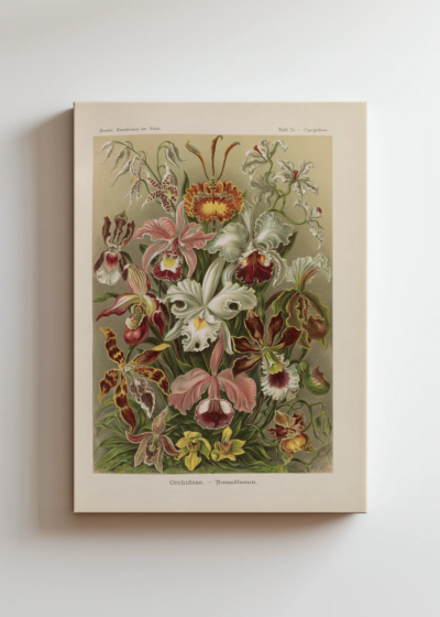 JAKOŚĆ DO POPRAWKI Plakat botaniczny storczyki Ernst Haeckel secesja obraz na płótnie