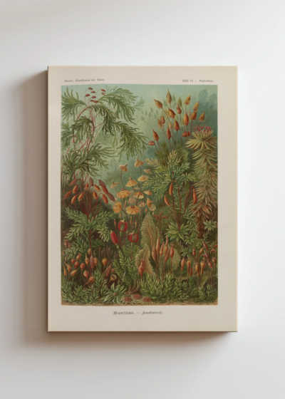 Muscinae–Laubmoose - Ernst Haeckel obraz na płótnie