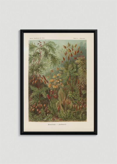 Plakat w drewnianej czarnej ramce: Muscinae–Laubmoose - Ernst Haeckel