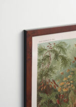 Plakat oprawiony w drewnianą brązową ramkę Vintage Italia: Muscinae–Laubmoose - Ernst Haeckel