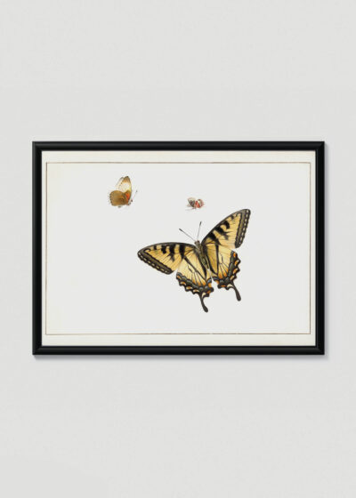 Plakat w drewnianej czarnej ramce: motyle Herman Henstenburgh XVIII wiek vintage