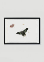 Plakat w drewnianej czarnej ramce: motyle owady vintage Henstenburgh barok natura