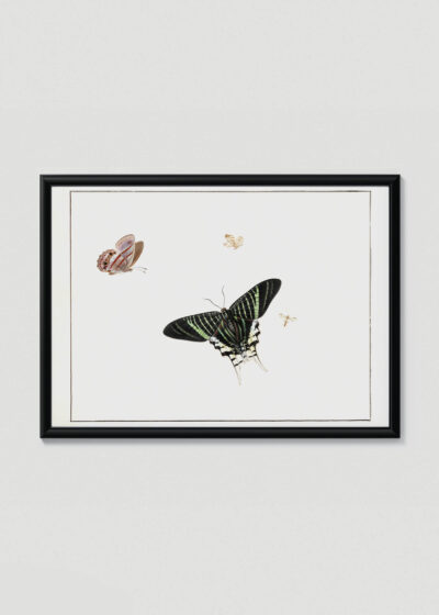Plakat w drewnianej czarnej ramce: motyle owady vintage Henstenburgh barok natura