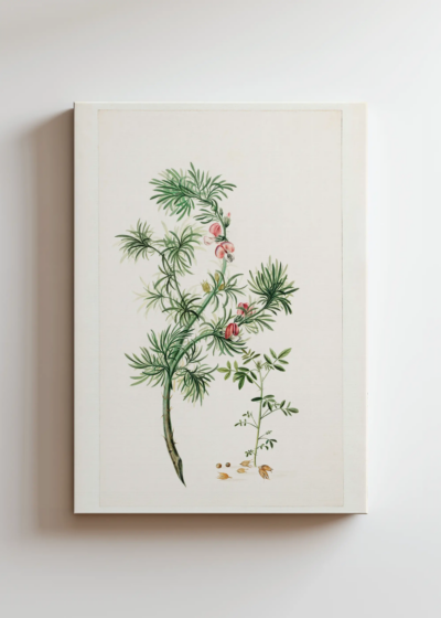 botaniczny Herman Henstenburg XVIII wiek vintage obraz na płótnie