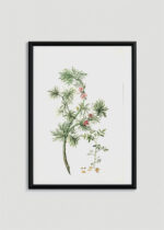 Plakat w drewnianej czarnej ramce: botaniczny Herman Henstenburg XVIII wiek vintage