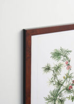 Plakat oprawiony w drewnianą brązową ramkę Vintage Italia: botaniczny Herman Henstenburg XVIII wiek vintage