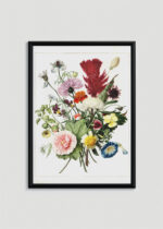 Plakat w drewnianej czarnej ramce: Herman Henstenburg kwiaty barok botaniczny XVIII w.