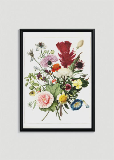 Plakat w drewnianej czarnej ramce: Herman Henstenburg kwiaty barok botaniczny XVIII w.