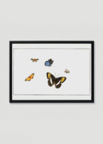 Plakat w drewnianej czarnej ramce: motyle Henstenburg entomologia vintage natura XVIII