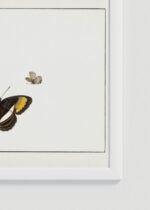 Zbliżenie na detale plakatu oprawionego w drewnianą białą ramkę od Plakatello®: motyle Henstenburg entomologia vintage natura XVIII