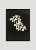 Plakat w drewnianej czarnej ramce: czarno-biały Orchidea 1916 Samuel Jessurun de Mesquita